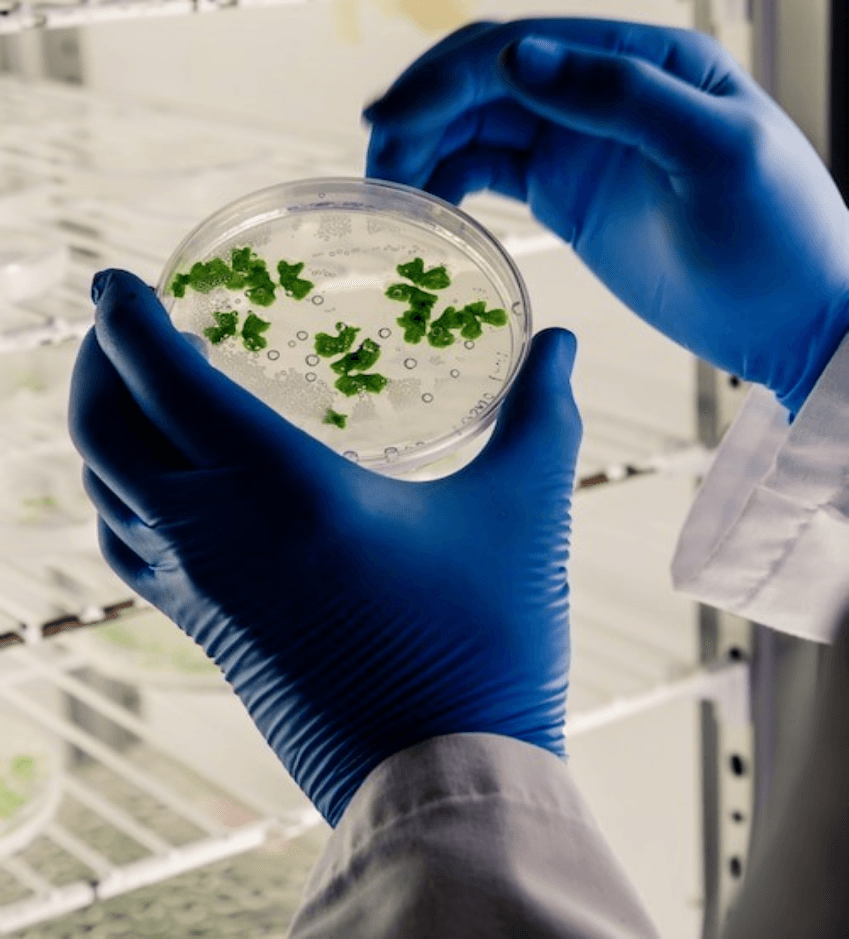 Tissue Culture Techniques