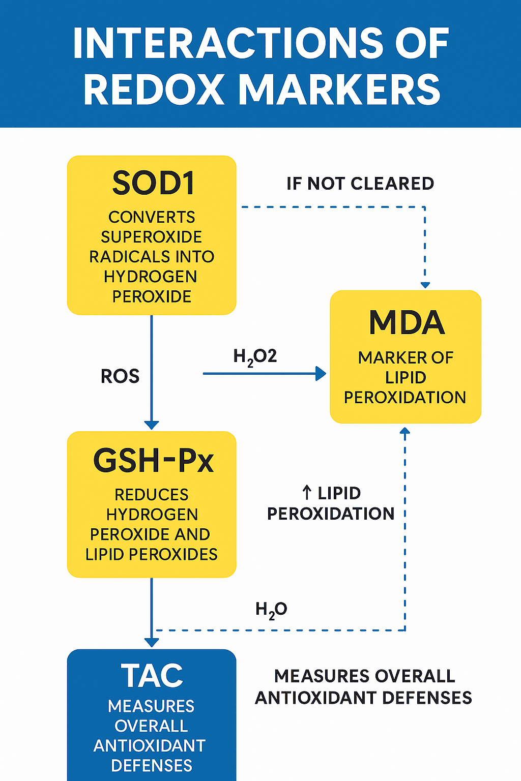 "Infographic illustrating the interaction between redox biomarkers SOD1, GSH-Px, MDA, and TAC in oxidative stress pathways. SOD1 converts superoxide to hydrogen peroxide, which is detoxified by GSH-Px. Failure to detoxify leads to lipid peroxidation and increased MDA. TAC reflects overall antioxidant capacity."
