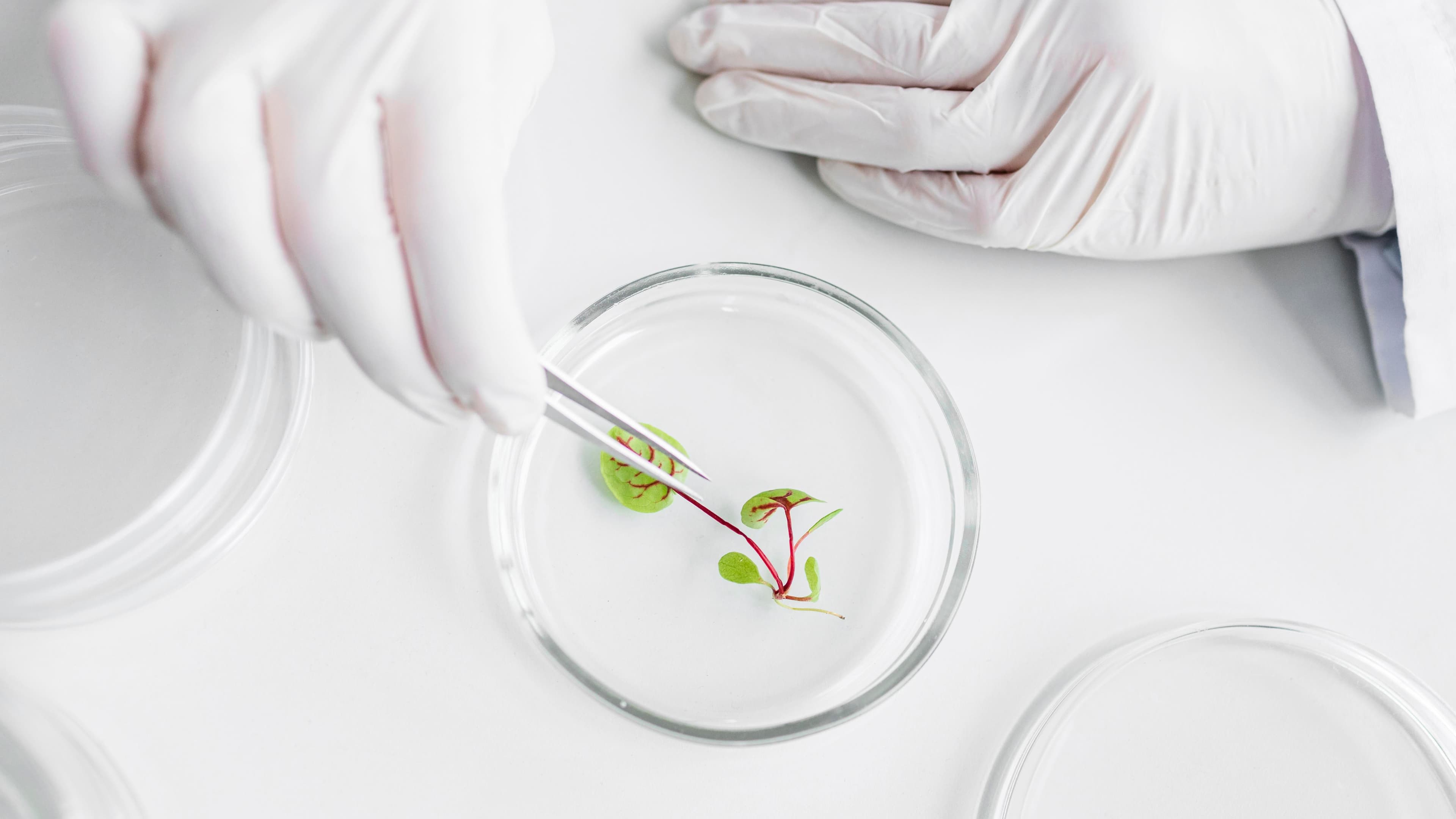 Understanding Tissue Culture