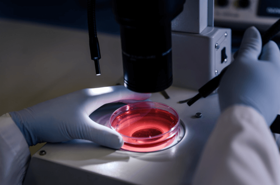 HaCaT cells in skin research applications