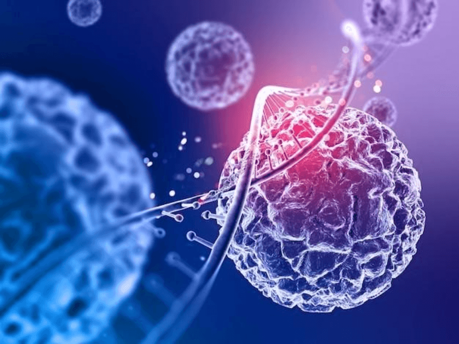 HepG2 and Huh7 Cell Line Applications