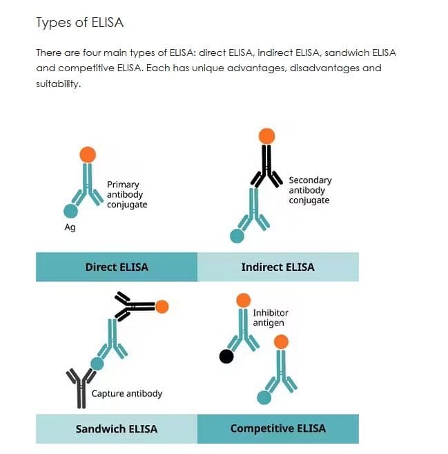 best elisa type sandwich