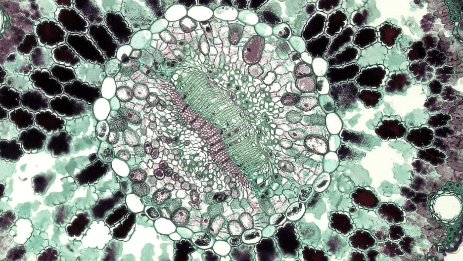 Prevent Contamination in tissue culture