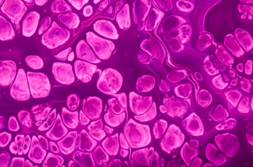 HaCaT Cell Culture Protocols