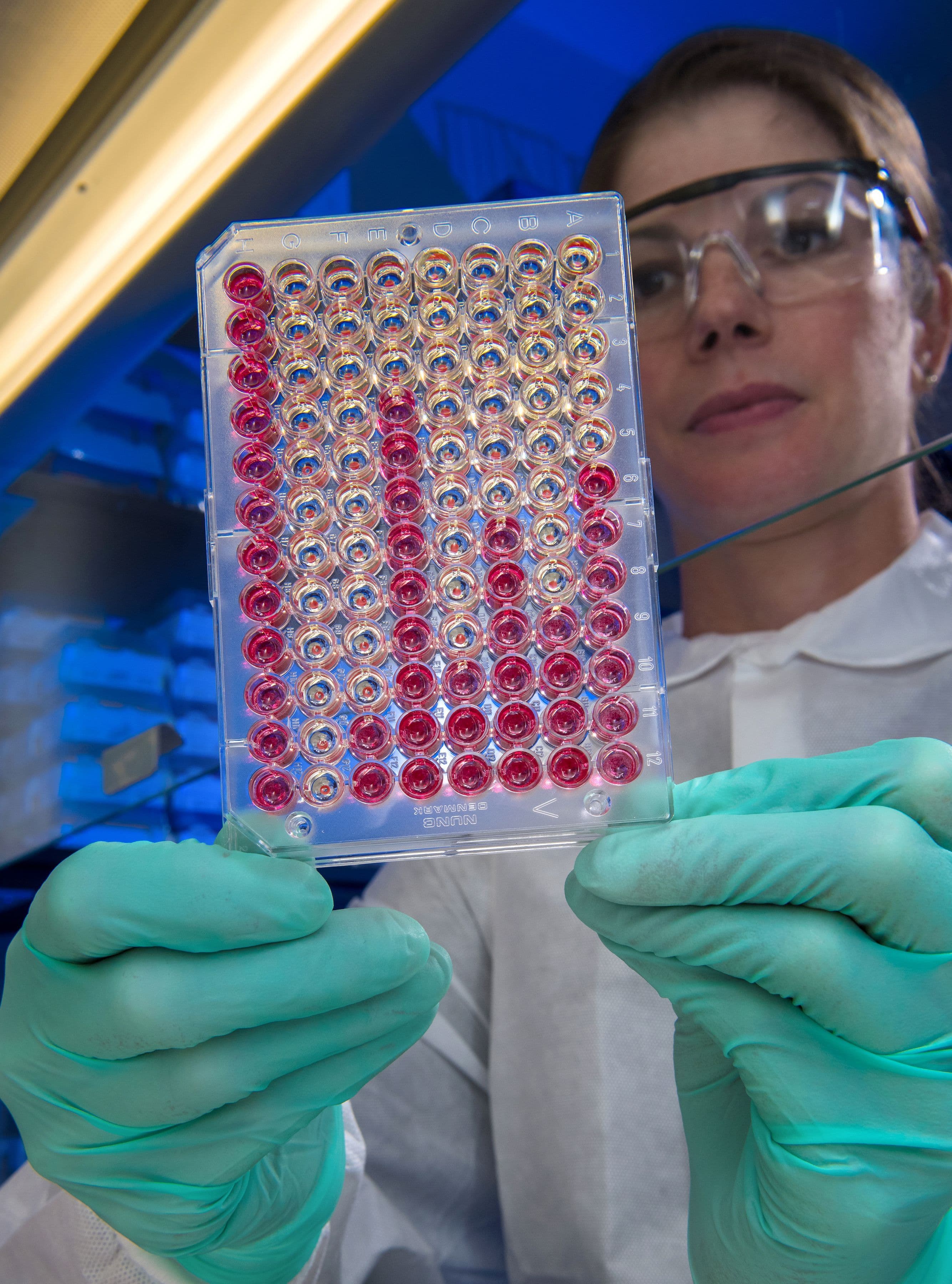 What an ELISA Kit Measures