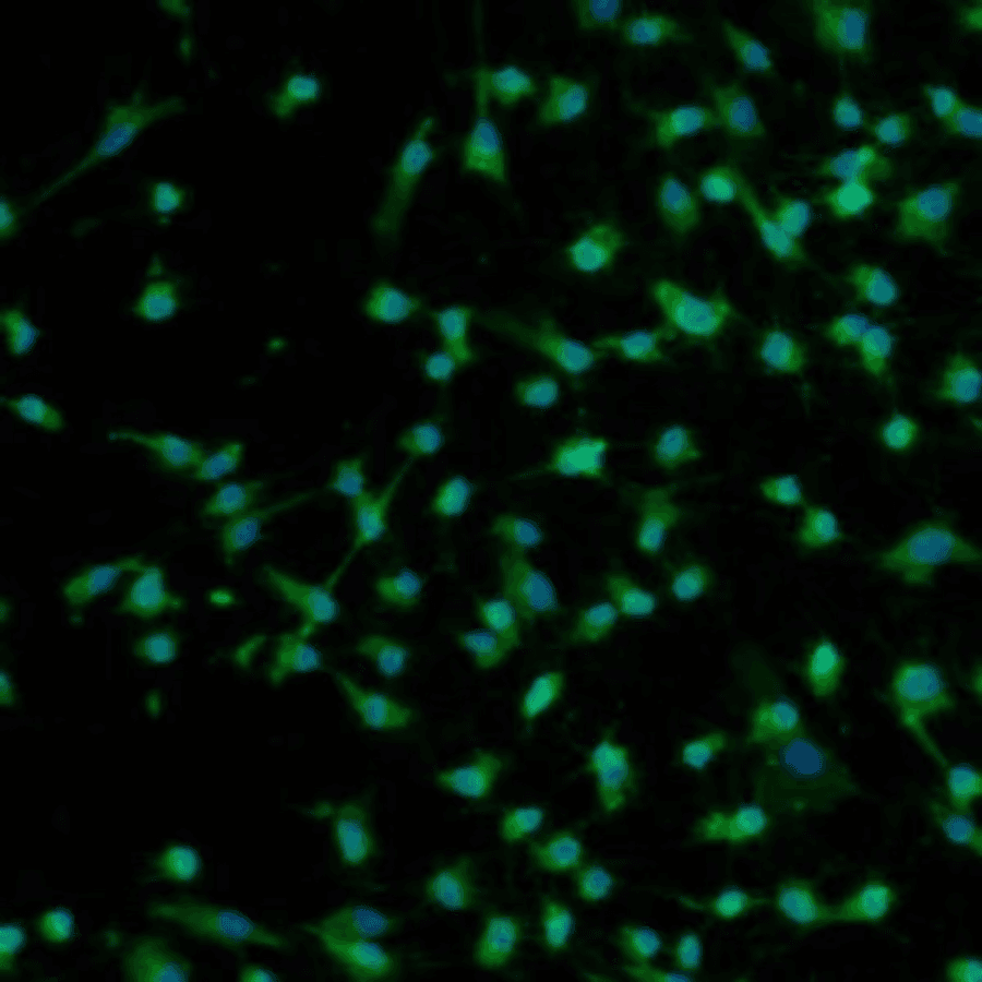 Normal Tissue Biology