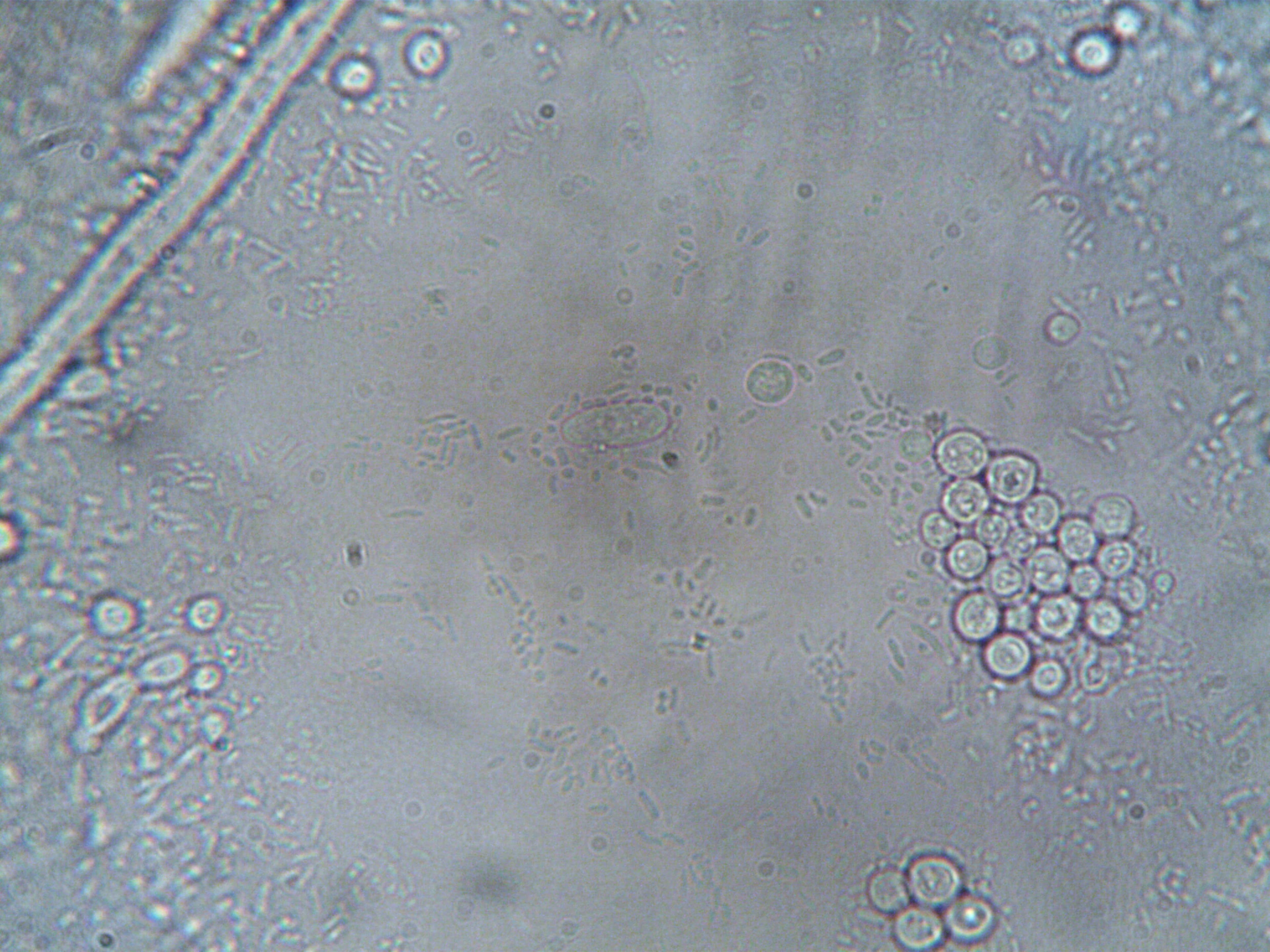 HepG2 cell line origin and history