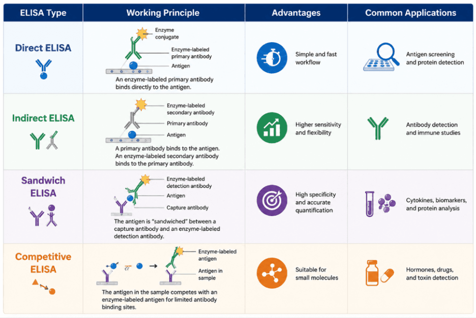Comparison of Direct, Indirect, Sandwich, and Competitive ELISA Types