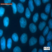 HaCaT cells