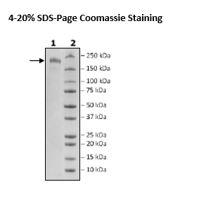 Spike Trimer (S1+S2) (P.1 Variant), His-Tag (SARS-CoV-2) Recombinant