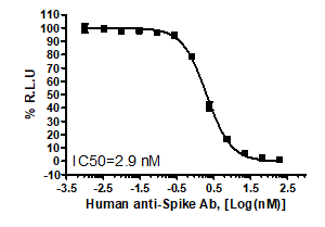 Human anti