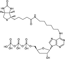 N6-(6-Aminohexyl)-3'-dATP-Biotin
