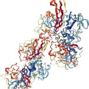 Ribbon structure of FGF protein
