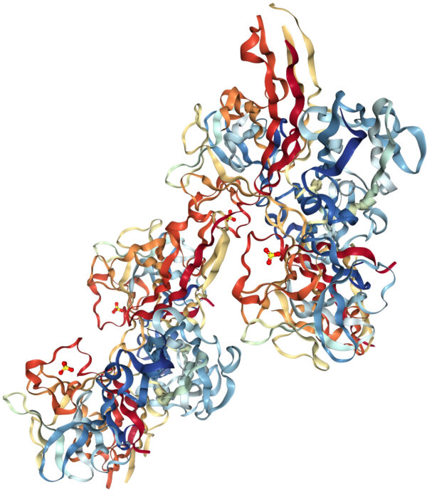 Ribbon structure of FGF protein