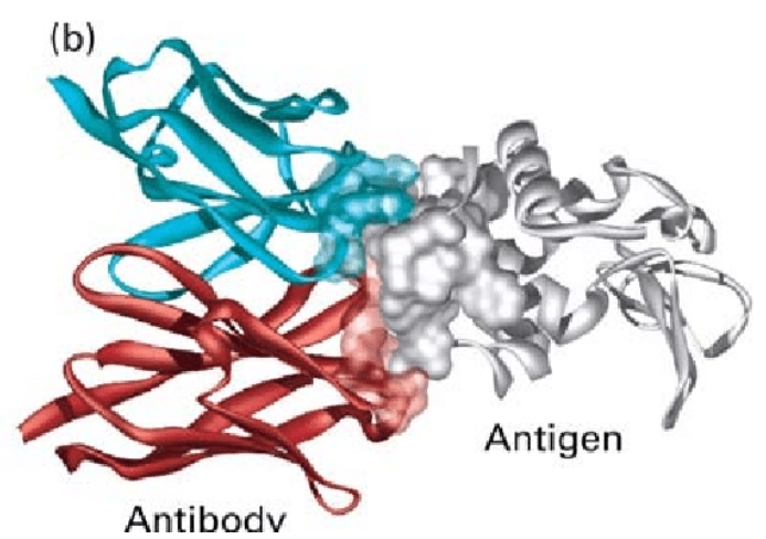 best elisa type sandwich