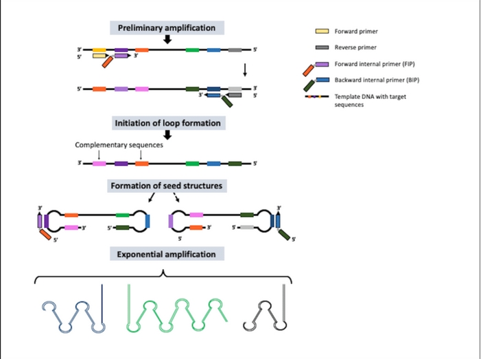 PCR Technology Research Diagnostics