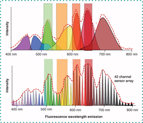 Right Fluorochromes Flow Cytometry
