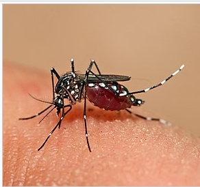 The mosquito Aedes aegypti feeding on a human host
