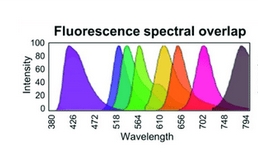 Spectral overlap of several flourescent molecules