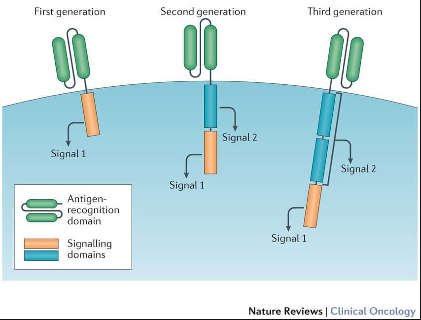Schematic of 3 generations of CAR-T cell receptors and signalling domains.