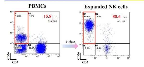 4 quadrant dot plot of CD3 vs CD56 showing NK cell expansion