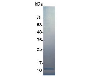 SDS gel of IL-8