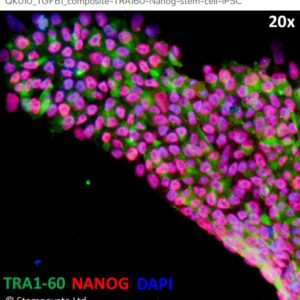 Multicolor Immunohisto image of stem cells