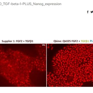 Image of cell stained with nanog after TGF stimulation