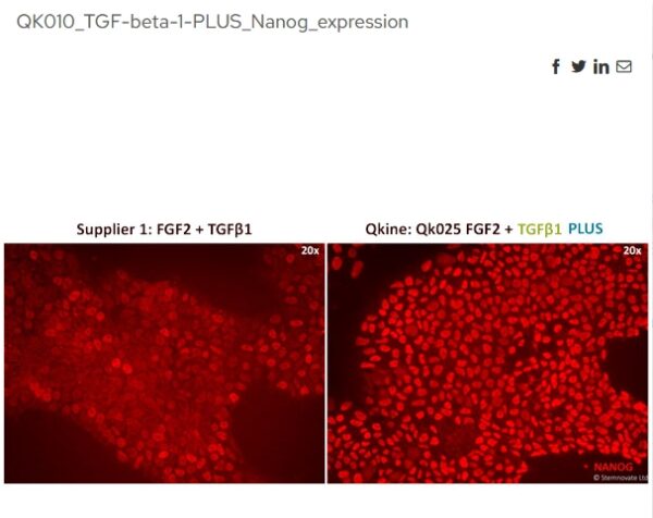 Image of cell stained with nanog after TGF stimulation