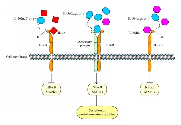 Cellular Dynamics: TGF-beta 1 and IL-38 Pathways