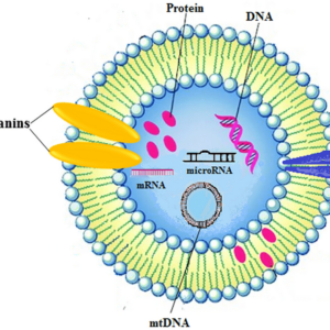 cartoon depiction of structure and content of exosome