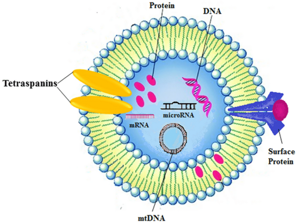 cartoon depiction of structure and content of exosome