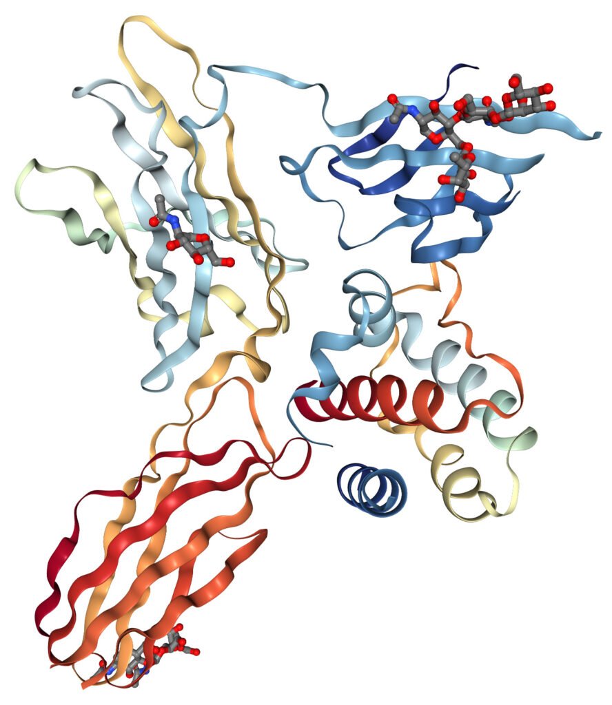 Ribbon diagram of interleukin 3