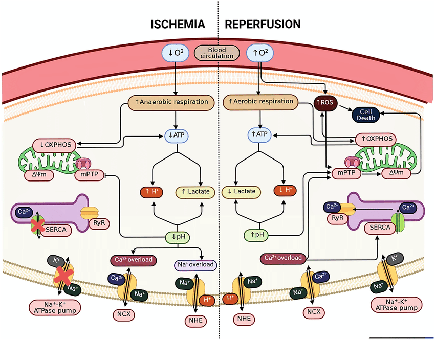Signal cascade of ischemia and reperfusion