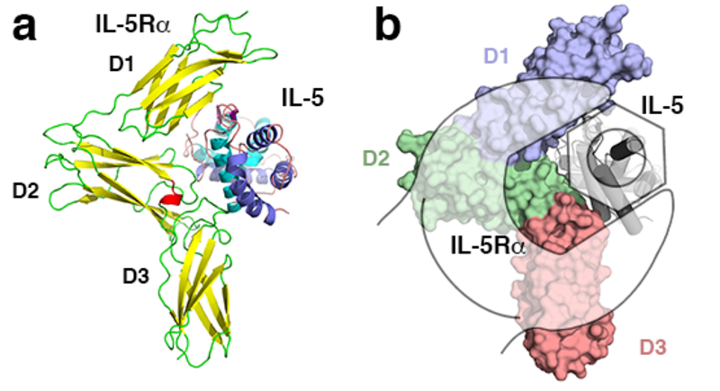 ribbon diagram of interleukin 5 and its corresponding receptor